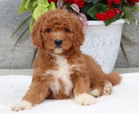 Adorable Goldendoodle puppy with a soft, curly reddish coat and fluffy white markings on the chest and paws, lounging on a white blanket in front of a flowerpot filled with bright red and green foliage.