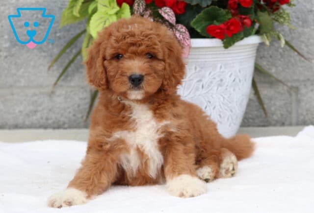 Adorable Goldendoodle puppy with a soft, curly reddish coat and fluffy white markings on the chest and paws, lounging on a white blanket in front of a flowerpot filled with bright red and green foliage. image