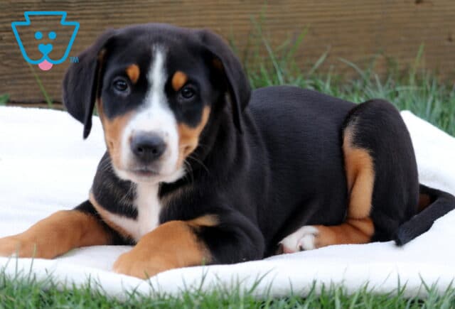 Greater Swiss Mountain Dog puppy relaxing on a soft white blanket in the grass, gazing sweetly at the camera with a calm expression. image