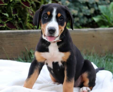 Adorable Greater Swiss Mountain Dog puppy sitting alert on a white blanket with a sweet expression and tongue slightly out.
