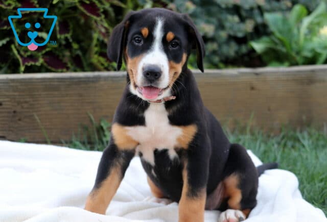 Adorable Greater Swiss Mountain Dog puppy sitting alert on a white blanket with a sweet expression and tongue slightly out. image