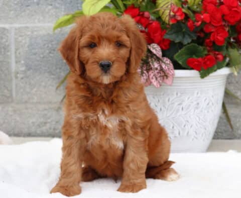 Sweet-faced Goldendoodle puppy with a reddish wavy coat and a white chest patch, sitting upright on a white blanket in front of a white flower pot filled with bright red and pink flowers.