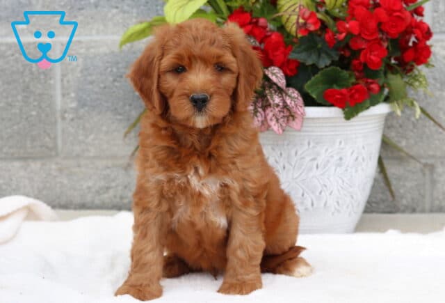 Sweet-faced Goldendoodle puppy with a reddish wavy coat and a white chest patch, sitting upright on a white blanket in front of a white flower pot filled with bright red and pink flowers. image