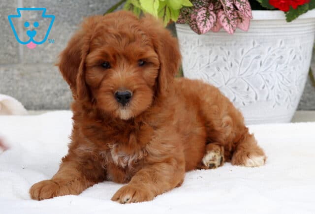 Adorable Goldendoodle puppy with a rich reddish coat and small white markings on the chest, lying down on a white blanket in front of a white flower pot filled with red and pink blooms. image