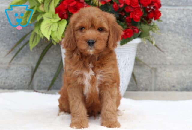 Sweet Goldendoodle puppy with a rich reddish coat and a small white patch on the chest, sitting calmly in front of a white planter filled with red and green flowers against a stone wall. image