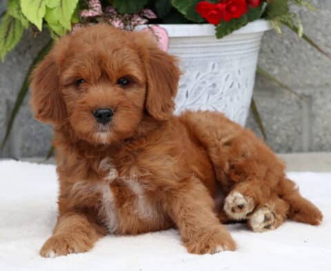 Adorable Goldendoodle puppy with a wavy reddish coat and small white markings on the chest and paws, lying down on a white blanket in front of a floral planter and stone wall.