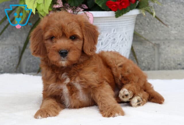 Adorable Goldendoodle puppy with a wavy reddish coat and small white markings on the chest and paws, lying down on a white blanket in front of a floral planter and stone wall. image