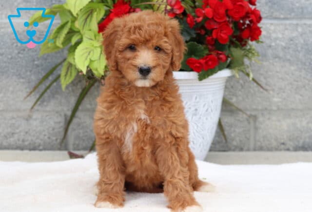 Fluffy red Goldendoodle puppy with a white patch on its chest and chin sitting on a white blanket in front of a decorative white pot filled with red flowers and green leaves against a gray wall. image