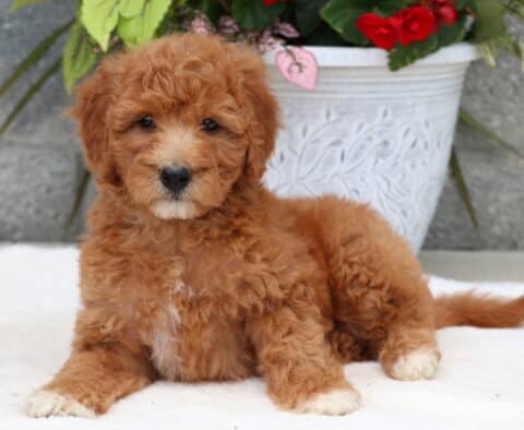 Curly red Goldendoodle puppy with white paws and a white chest lying on a soft white blanket, in front of a large decorative white planter filled with red flowers and green leaves.