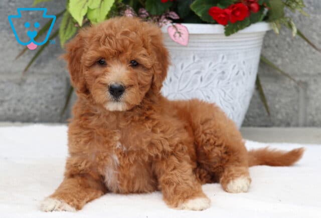 Curly red Goldendoodle puppy with white paws and a white chest lying on a soft white blanket, in front of a large decorative white planter filled with red flowers and green leaves. image