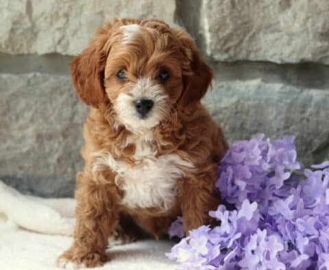 Frisky Cavapoo