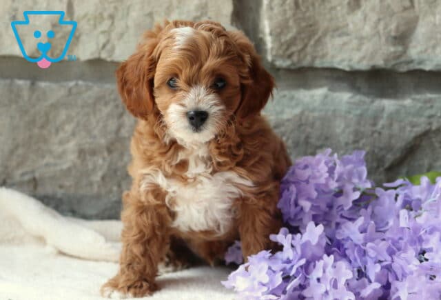 Frisky Cavapoo image