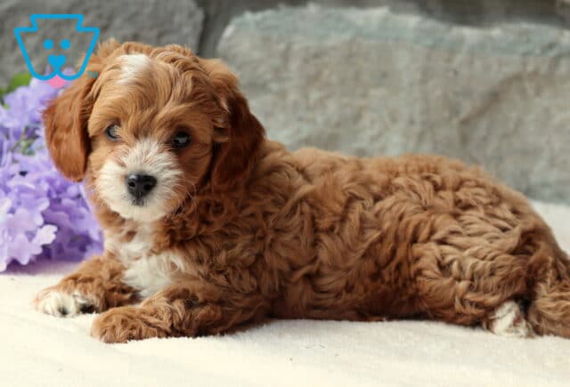 Frisky Cavapoo2 image