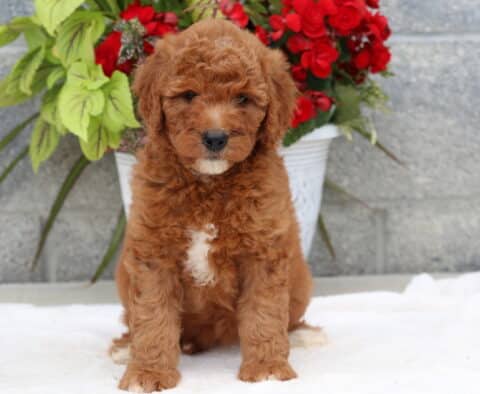 Goldendoodle puppy with a deep red curly coat and a white chest patch sitting on a soft white blanket in front of a white flowerpot filled with red blooms and large green leaves.