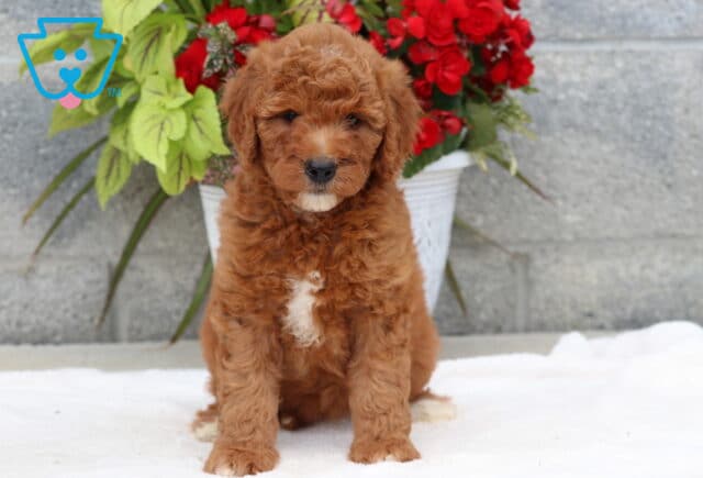 Goldendoodle puppy with a deep red curly coat and a white chest patch sitting on a soft white blanket in front of a white flowerpot filled with red blooms and large green leaves. image
