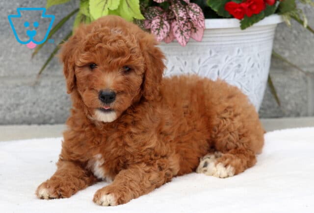Relaxed Goldendoodle puppy with a rich red curly coat and white markings on its chest and paws, lying on a white blanket in front of a white flowerpot filled with red and pink foliage. image