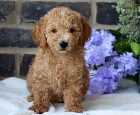 Garfield Mini Goldendoodle