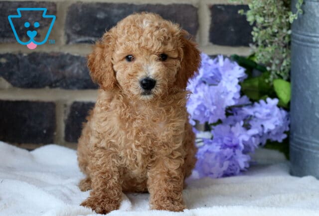 Garfield Mini Goldendoodle image