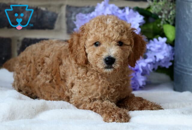 Garfield Mini Goldendoodle2 image