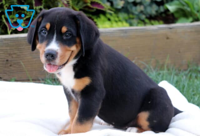 Sweet Greater Swiss Mountain Dog puppy sitting sideways on a white blanket, looking back with its tongue out and a playful expression. image