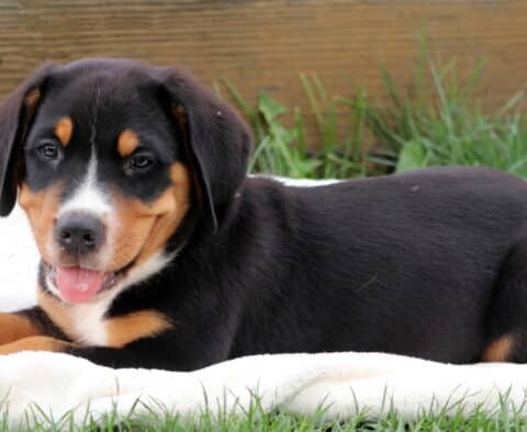 Adorable Greater Swiss Mountain Dog puppy lying on a white blanket with its tongue out, giving a playful and relaxed expression.
