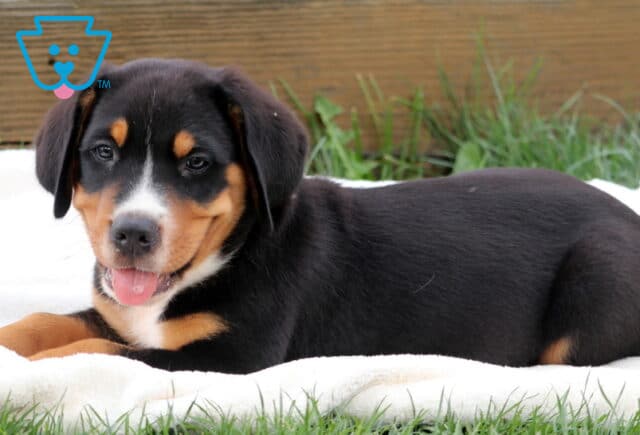 Adorable Greater Swiss Mountain Dog puppy lying on a white blanket with its tongue out, giving a playful and relaxed expression. image