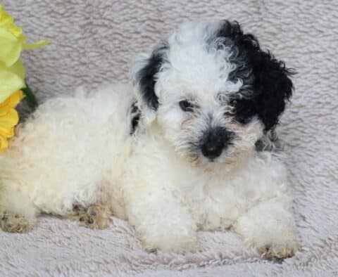 Georgia Mini Poodle