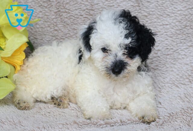 Fluffy white Mini Poodle puppy with curly fur and striking black markings on the face and ears, relaxing on a beige textured blanket next to a bunch of vibrant yellow flowers. image