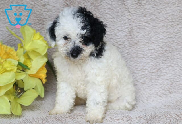 Adorable white Mini Poodle puppy with curly fur and black markings on the face and ears, sitting on a soft beige blanket beside a bunch of cheerful yellow flowers. image