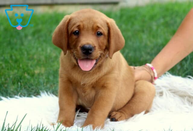 Georgie Lab image