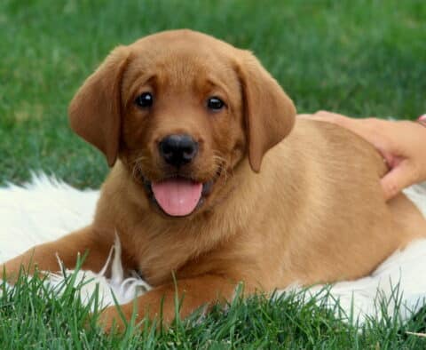 Georgie Lab2