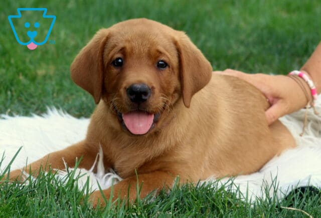 Georgie Lab2 image