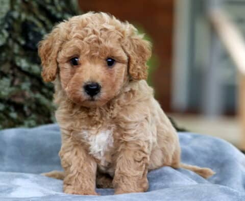 Fluffy apricot Bichpoo puppy with curly fur and a white patch on its chest, sitting on a soft gray blanket outdoors near a tree.