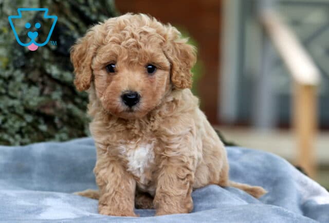 Fluffy apricot Bichpoo puppy with curly fur and a white patch on its chest, sitting on a soft gray blanket outdoors near a tree. image