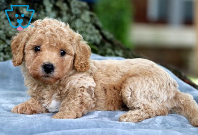 Adorable apricot Bichpoo puppy lying on a soft gray blanket, with curly fur and a white patch on its chest, gazing sweetly at the camera near a tree trunk. image