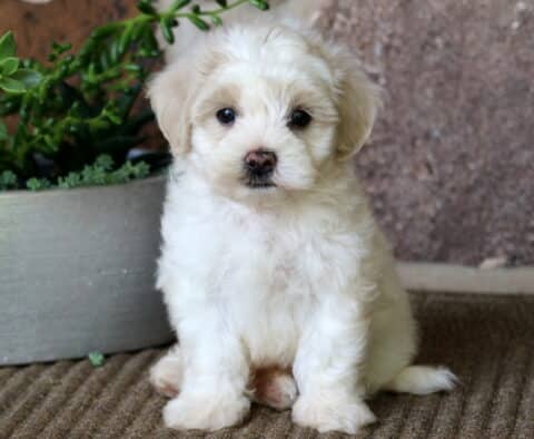 Gibbs Maltipoo