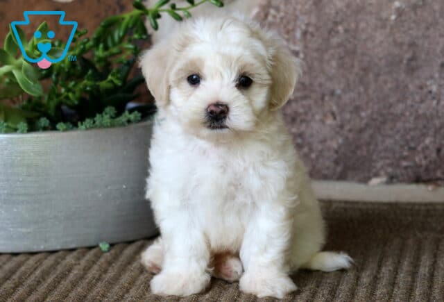 Fluffy white Maltipoo puppy sitting upright on a brown rug with a sweet expression, next to a silver planter filled with green succulents. image