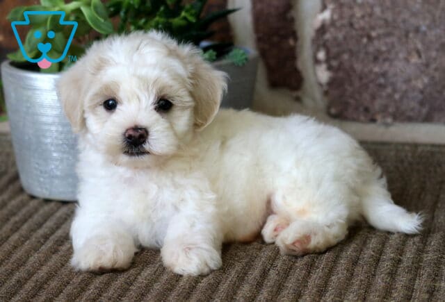 Cream-colored Maltipoo puppy laying on a brown rug, looking up with a calm expression, next to a silver planter filled with green succulents. image