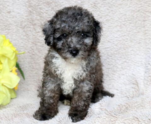 Gigi Mini Poodle