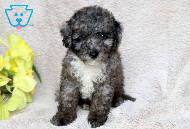 Adorable Mini Poodle puppy with a soft curly merle coat and a white chest, sitting sweetly on a beige blanket next to a bunch of yellow flowers. image