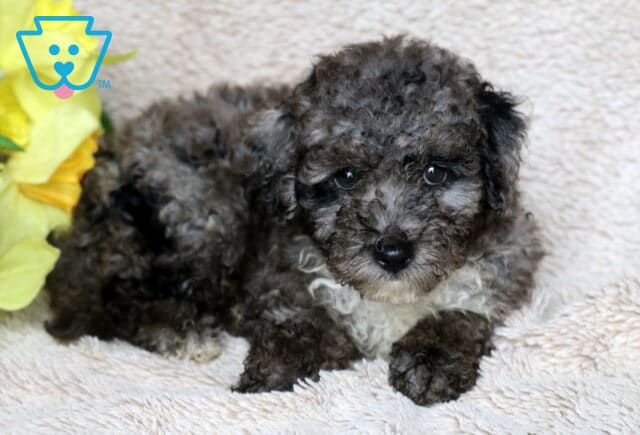 Curly-haired Mini Poodle puppy with a soft merle coat and big expressive eyes, lying on a cozy beige blanket beside bright yellow flowers. image