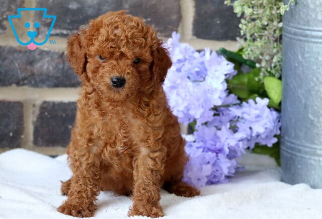 Graham Mini Goldendoodle image