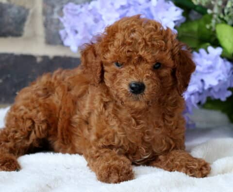 Graham Mini Goldendoodle2