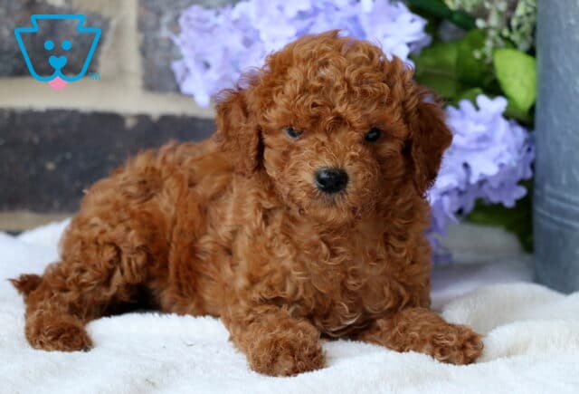 Graham Mini Goldendoodle2 image