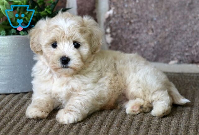 Cream-colored Maltipoo puppy lying down on a textured rug, gazing sweetly at the camera with dark, expressive eyes and a soft, fluffy coat. image