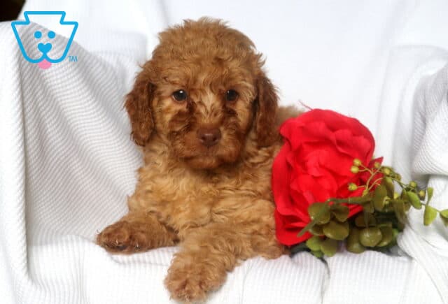 Relaxed Mini Goldendoodle puppy with soft golden curls and dark facial highlights lies on a white blanket beside a vivid red rose and green leafy accents. image