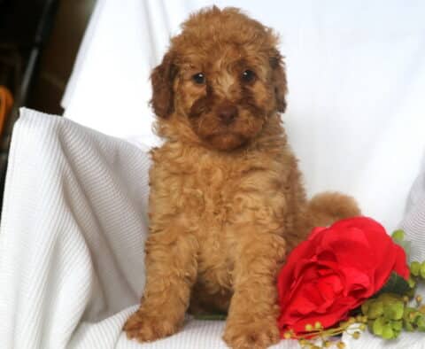 Handy Mini Goldendoodle2