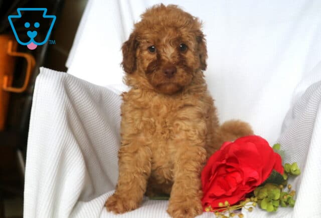 Mini Goldendoodle puppy with rich golden curls and darker facial markings sits on a white chair next to a bright red rose and green foliage, looking attentively at the camera. image