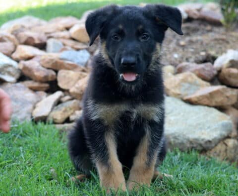 Adorable German Shepherd puppy with floppy ears sitting on green grass in front of a stone garden, looking at the camera with a happy expression and tongue slightly out.