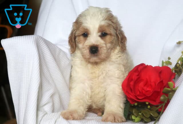Harvey Mini Goldendoodle image